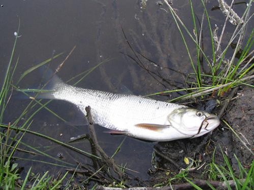 Www rybyaryby estranky cz N jak Ty Ryby